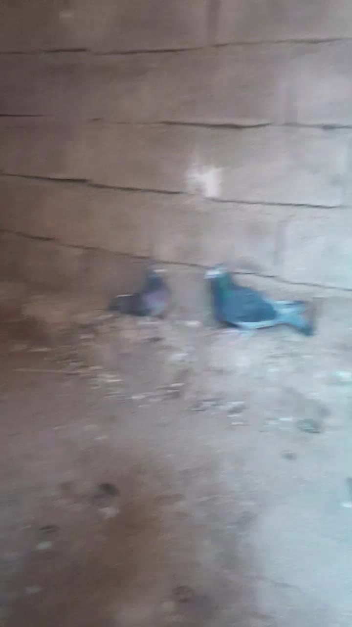 پلاکی|پرنده|بهبهان, |دیوار