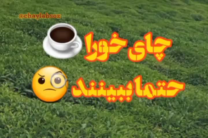 چای ارگانیک شمال|حراج|شیراز, کوشک میدان|دیوار