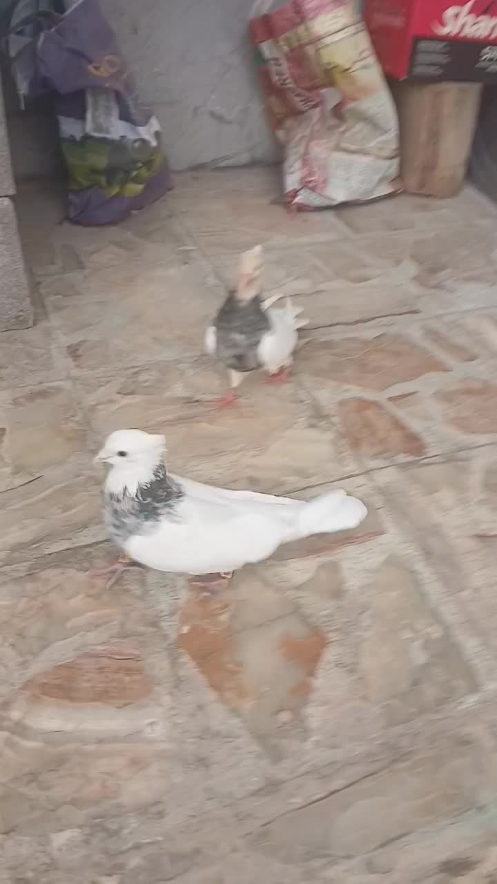 کبوتر|پرنده|شهرضا, |دیوار