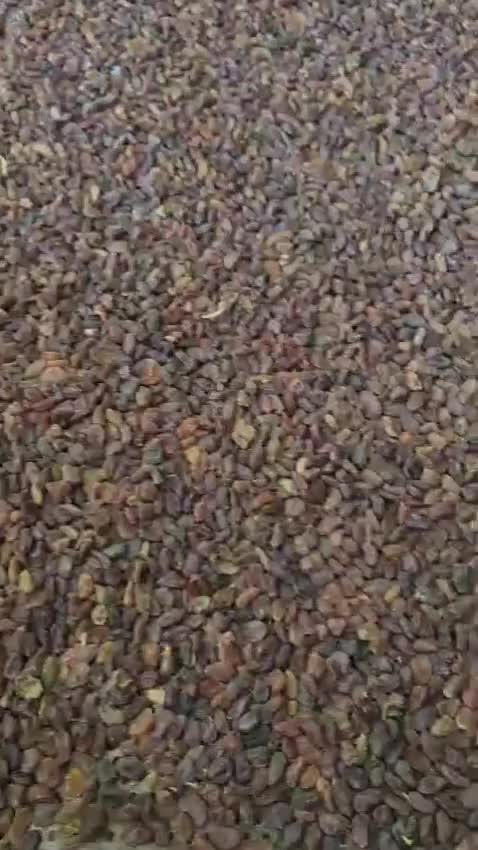 مویز آفتابی پکتین دار|عمده‌فروشی|ری, جوانمرد قصاب|دیوار