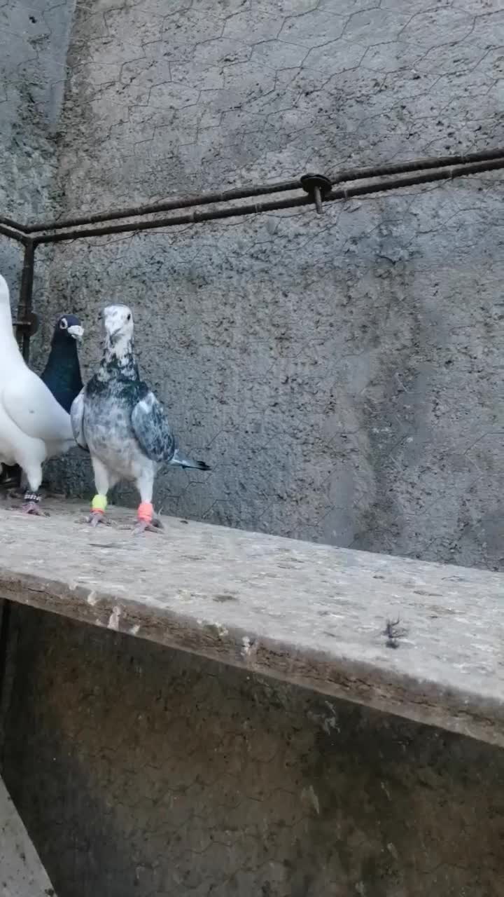 کفتر بوم|پرنده|کاشمر, |دیوار