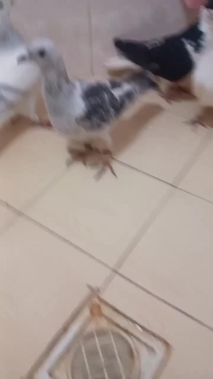 کفتر|پرنده|نیشابور, شهید بهشتی|دیوار