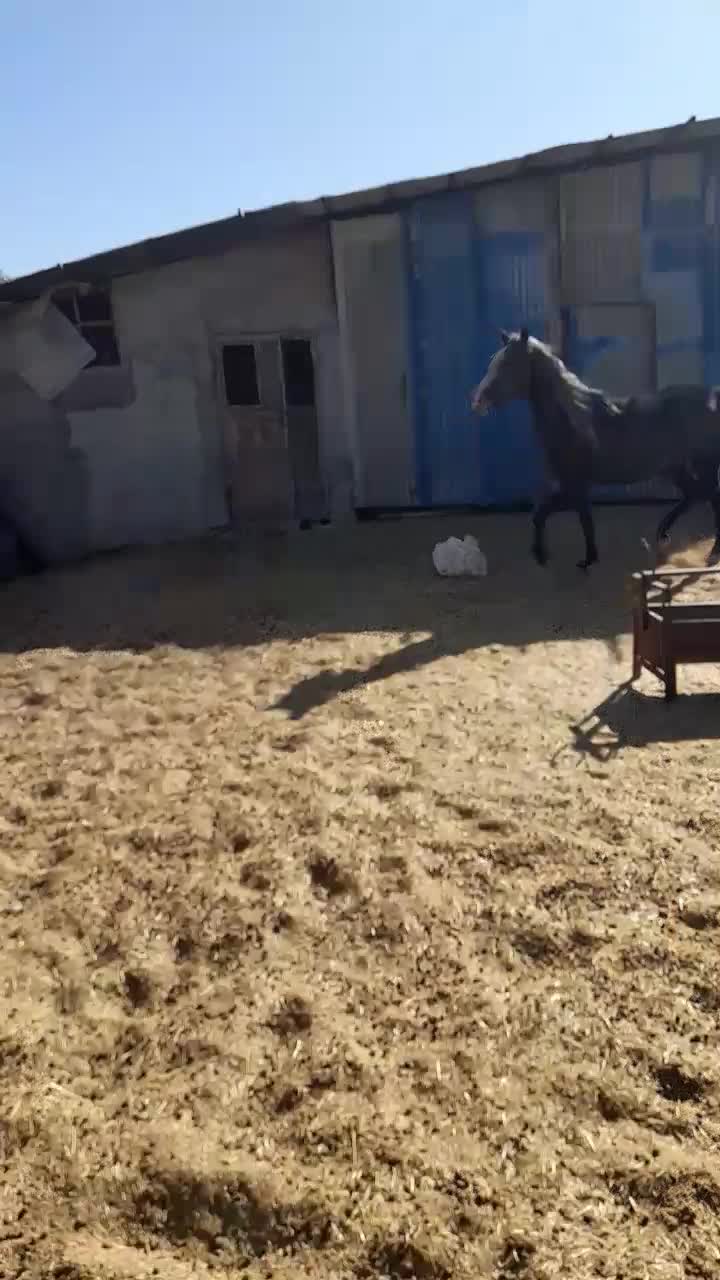 اسب|اسب و تجهیزات اسبسواری|اراک, |دیوار