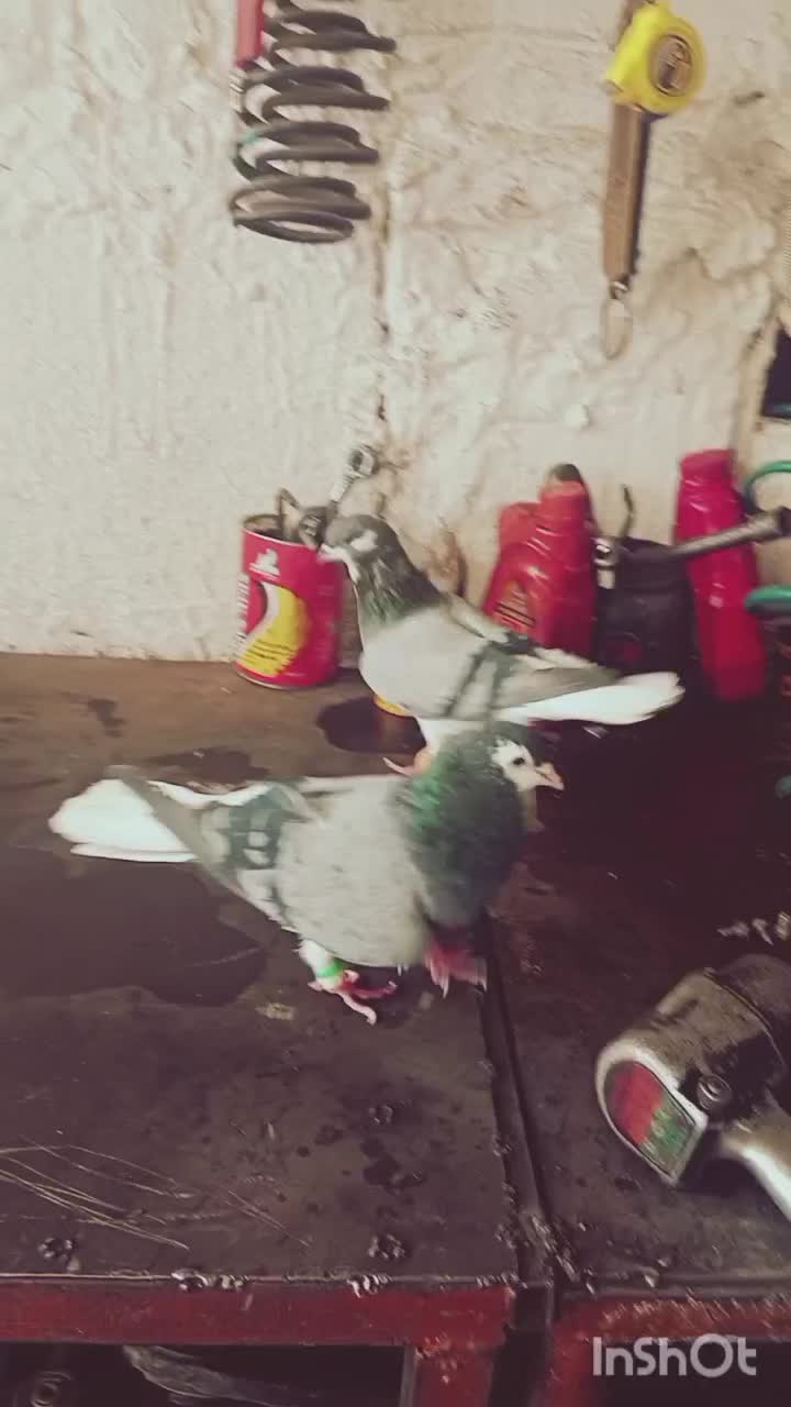 یک جفت ساده شیرازی|پرنده|مشهد, انصار|دیوار