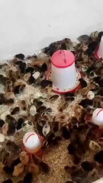 جوجه مرغ رسمی گلپایگان اصلاح شده|حیوانات مزرعه|شهریار, یوسف آباد صیرفی|دیوار