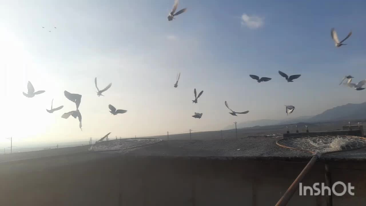 پرنده|پرنده|فرح دشت, |دیوار