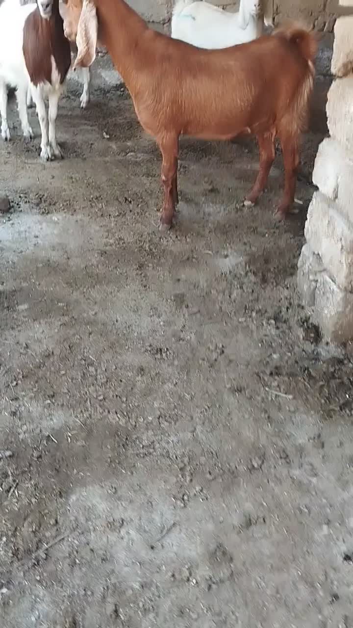 بزهای آبستن از نربز فرانسوی اصل شیری نربزکاموری|حیوانات مزرعه|گنبد کاووس, |دیوار