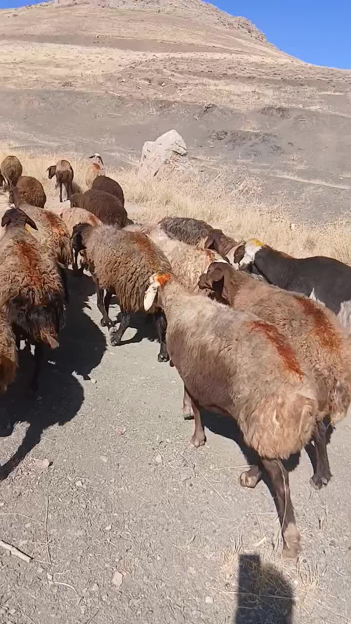 ۶۰راس گوسفند آبستن جوان با۴راس بره|حیوانات مزرعه|موچش, |دیوار