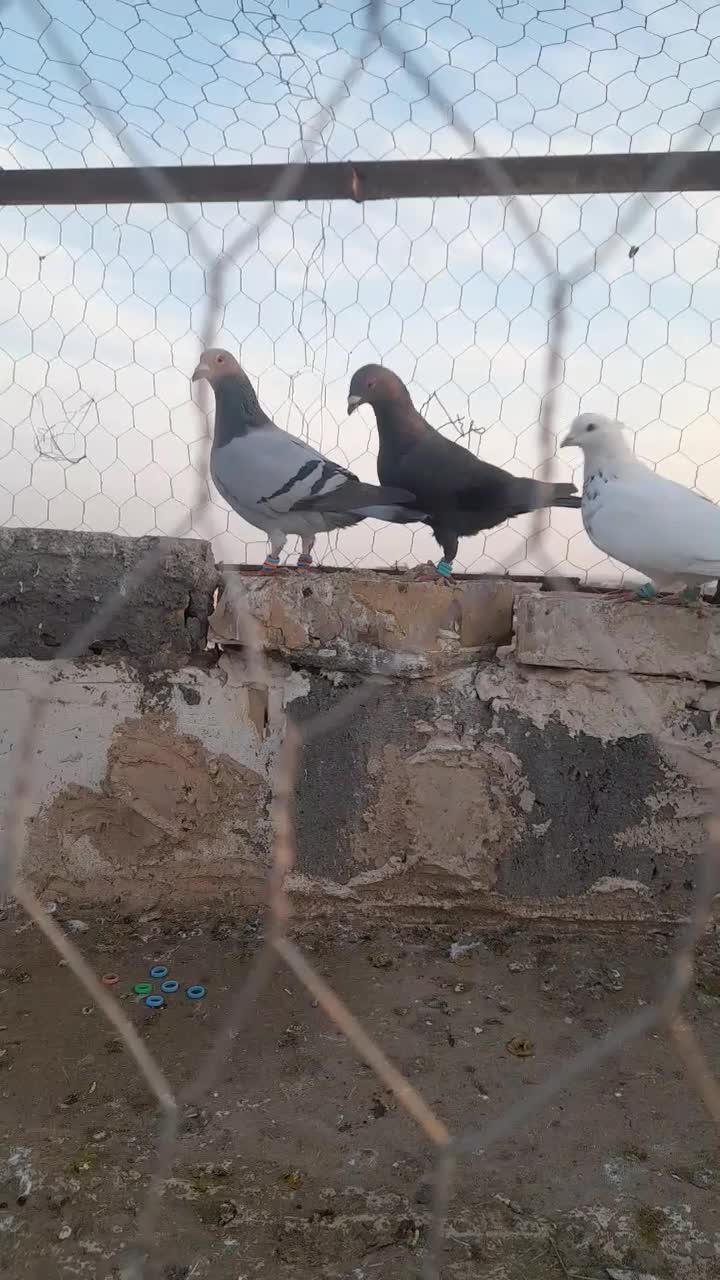 فروشی|پرنده|خواف, |دیوار