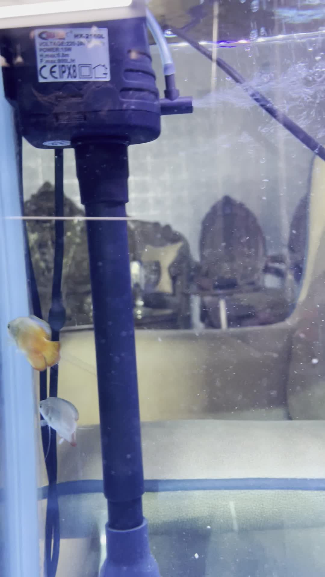 ماهی گورامی دارف رد و بلو کلکسیونی نمایشی گرید ++A|ماهی|اراک, |دیوار