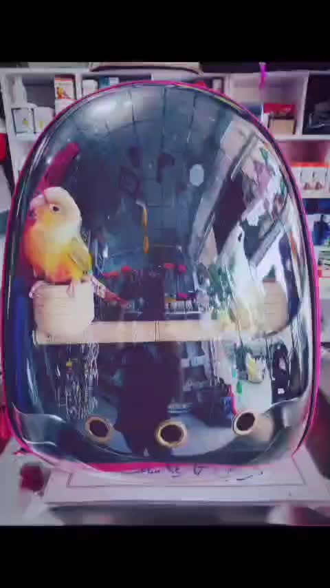 قفس لوازم پرنده|لوازم جانبی حیوانات|قم, پردیسان|دیوار