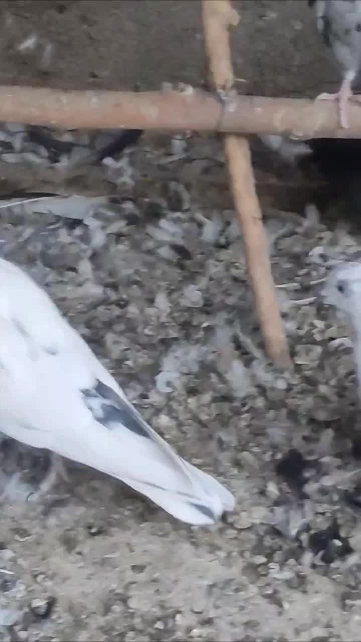 کبوتر پرشی|پرنده|خمینی‌شهر, |دیوار