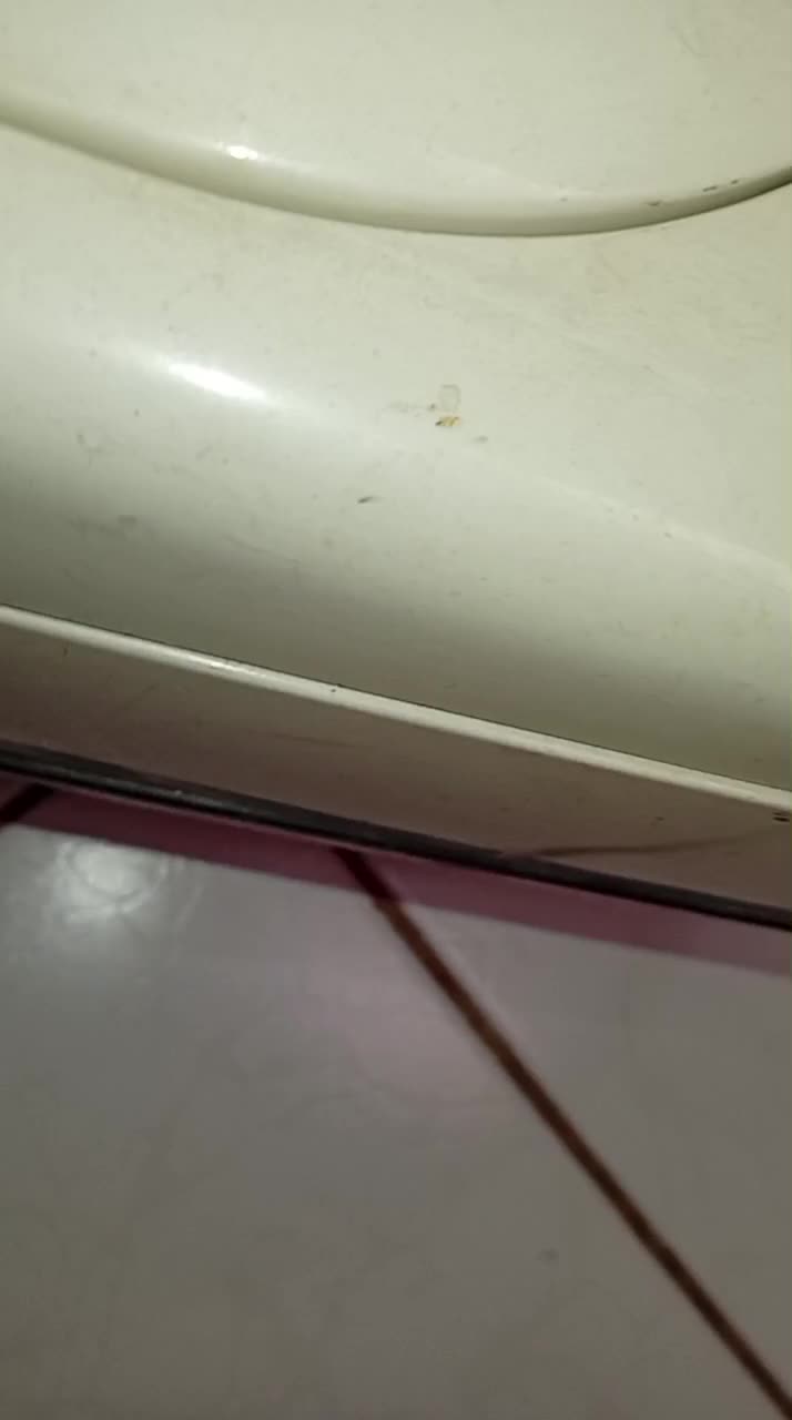 جاروبرقی     بسیار قوی|جاروبرقی، جارو شارژی، بخارشو|ایلام, |دیوار