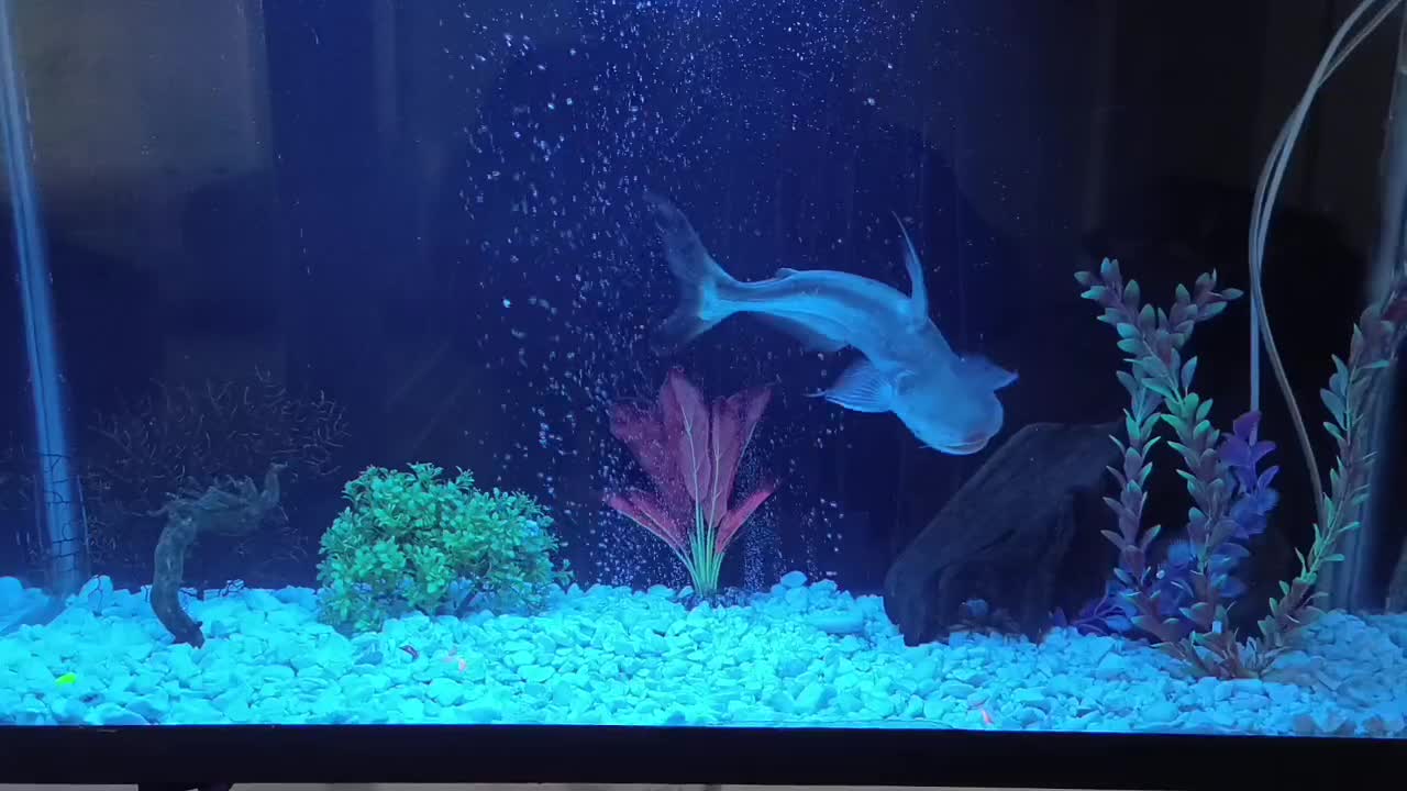 اکواریوم وماهی|ماهی|تهران, افسریه شمالی|دیوار