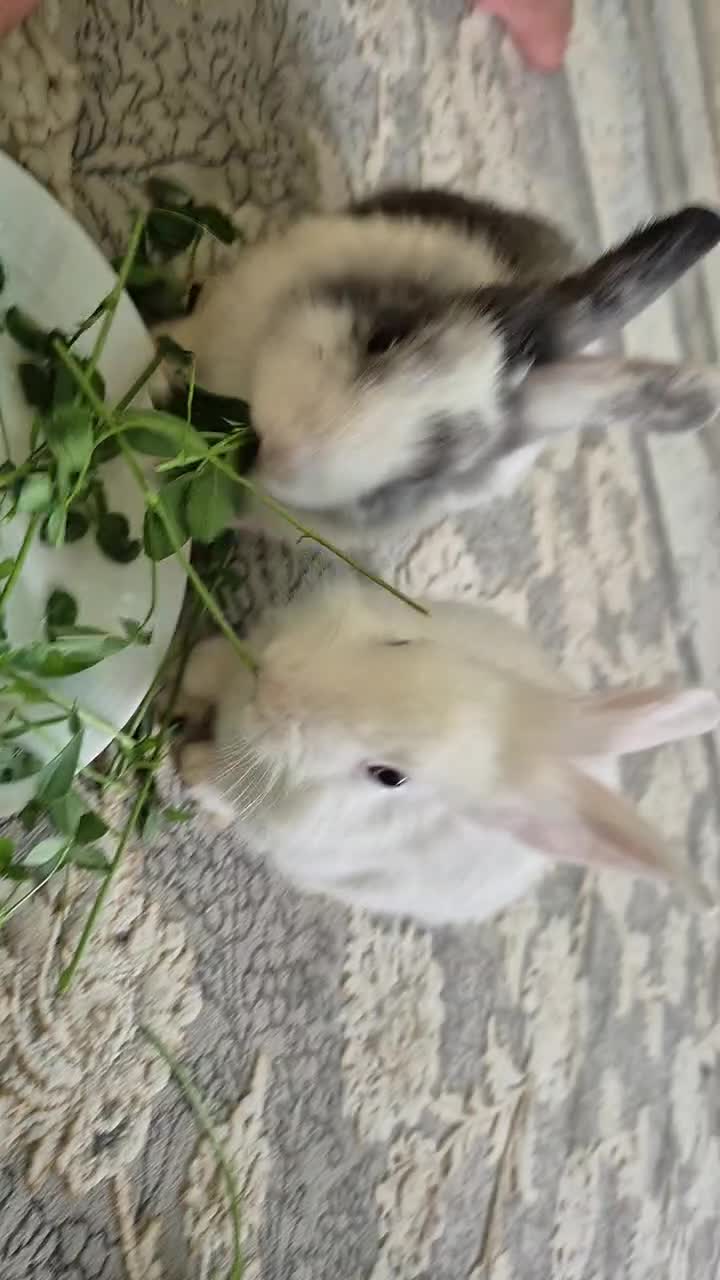 فروش خرگوش|موش و خرگوش|اشنویه, |دیوار