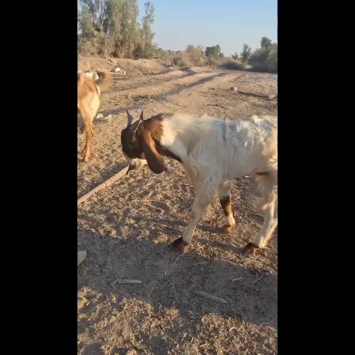 یک عددگیسه نری بفروش می رود|حیوانات مزرعه|رودبار (کرمان), |دیوار