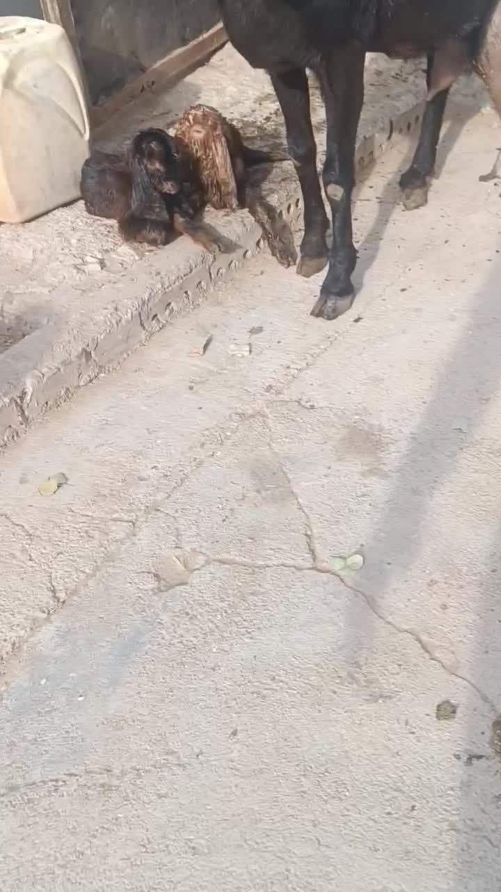 بز پاکستانی تازه زایده چندقلو زا شیرا|حیوانات مزرعه|تربت جام, جامرود|دیوار