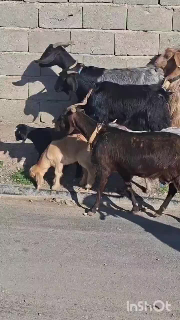 بز زاییده|حیوانات مزرعه|بیرجند, |دیوار