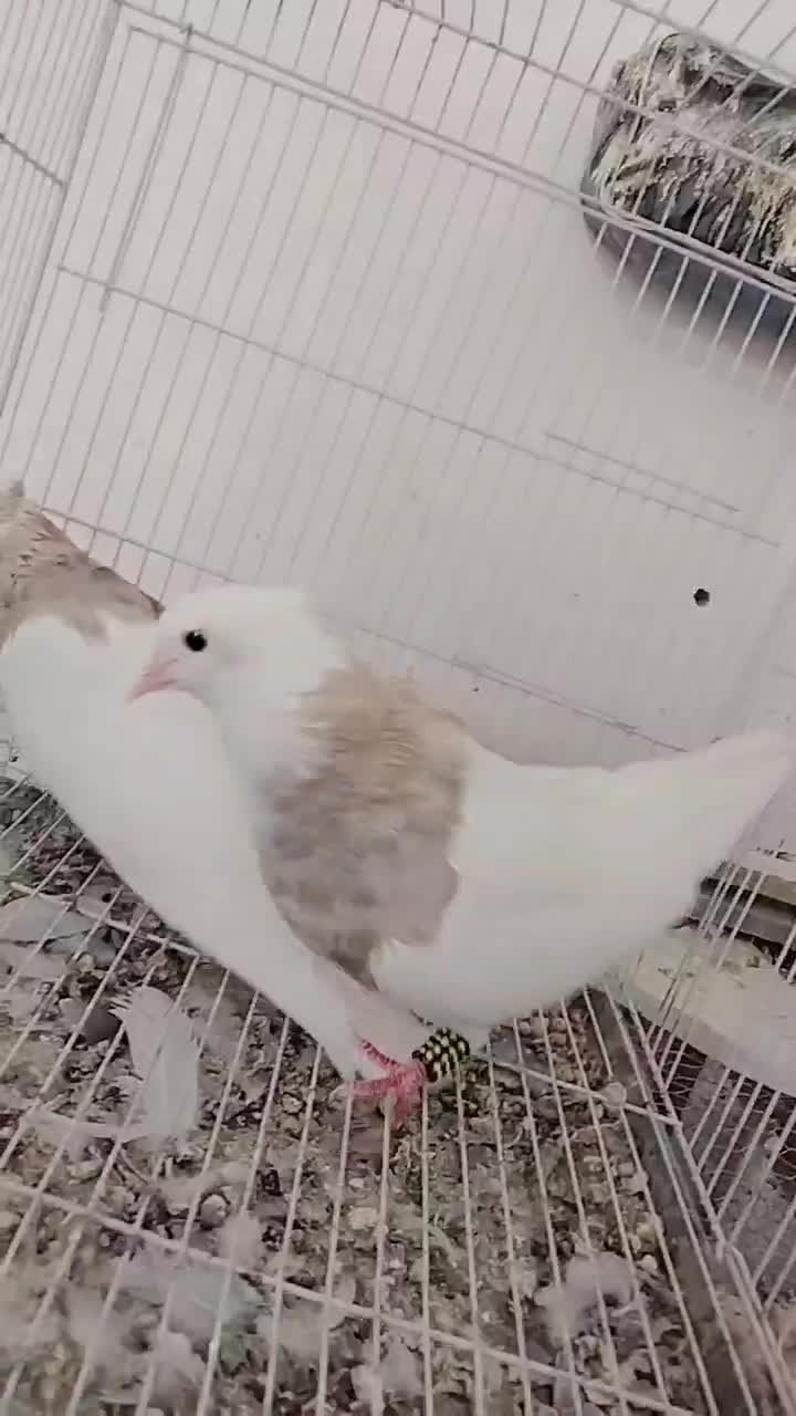 هرچی|پرنده|نصر آباد, |دیوار