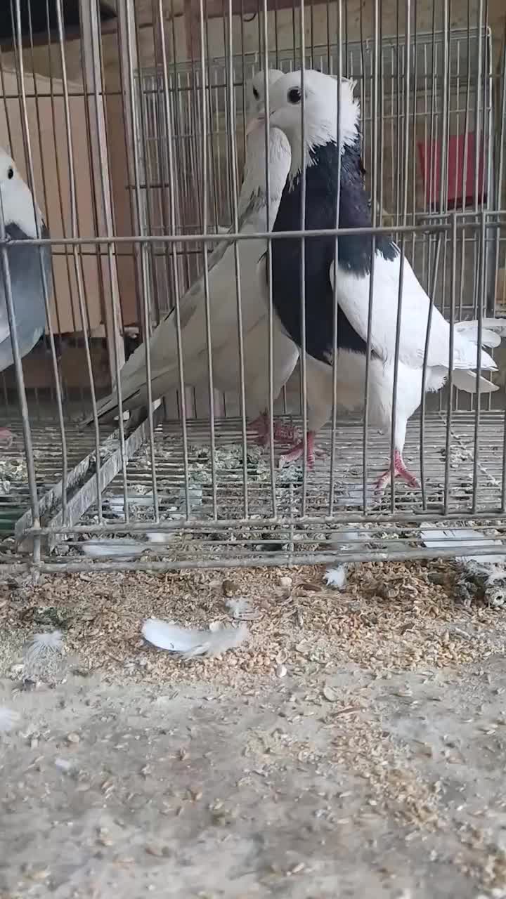 طوقی|پرنده|شهرکرد, |دیوار