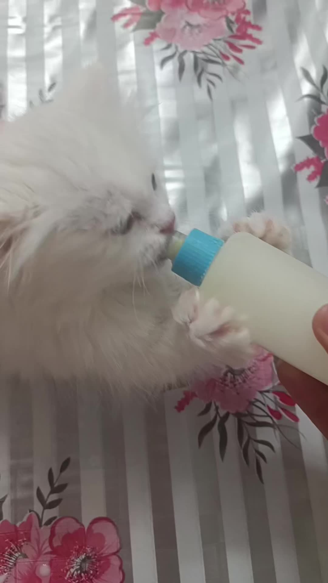 فروش بچه گربه میکس پرشین|گربه|بیرجند, |دیوار