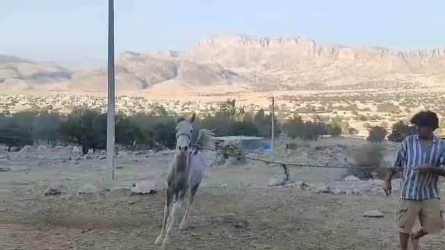 اسب|اسب و تجهیزات اسب‌سواری|شیراز, عفیف‌آباد|دیوار