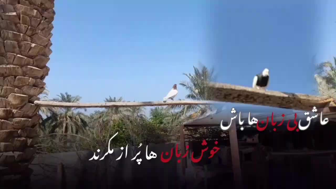 کله ای شازده سور|پرنده|فهرج, |دیوار