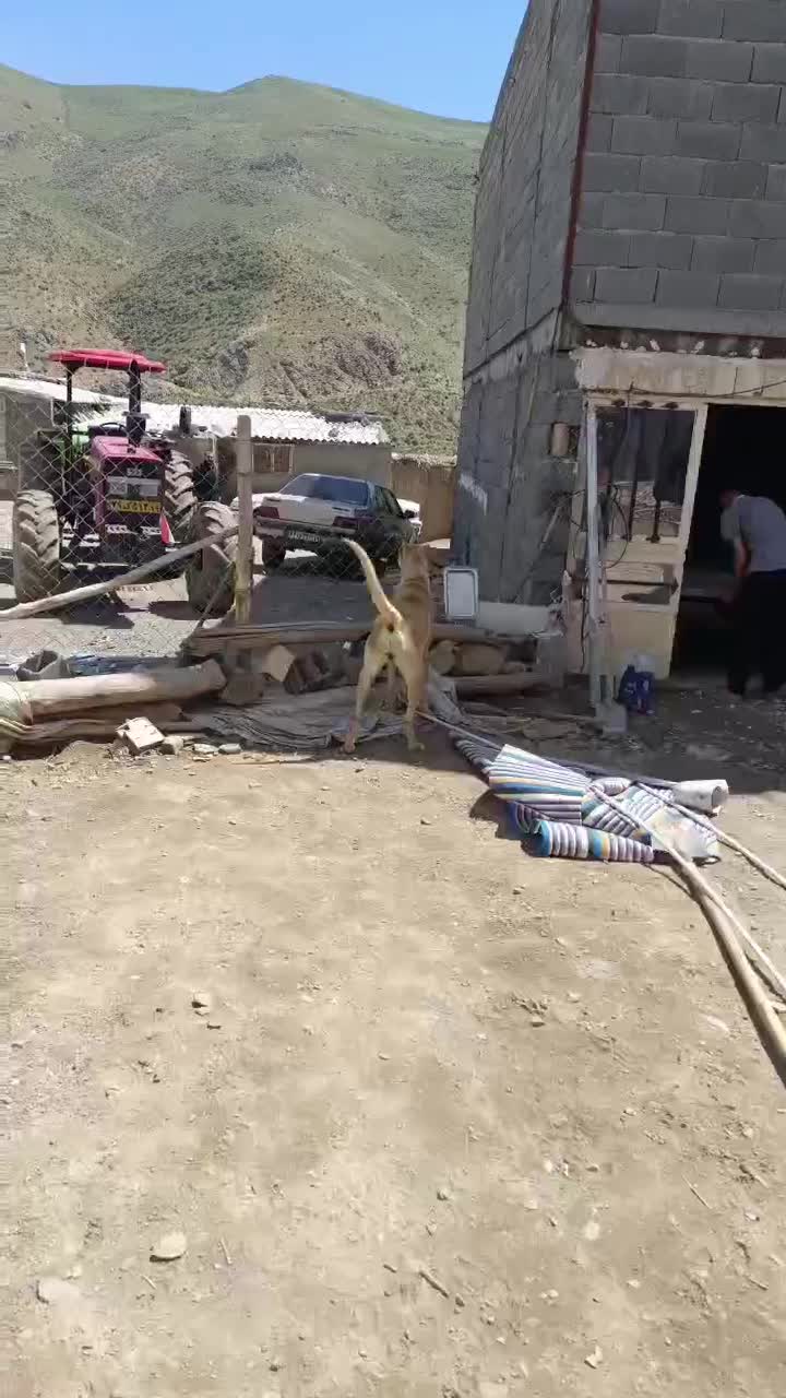 سگ سراب|سگ|کرمانشاه, |دیوار
