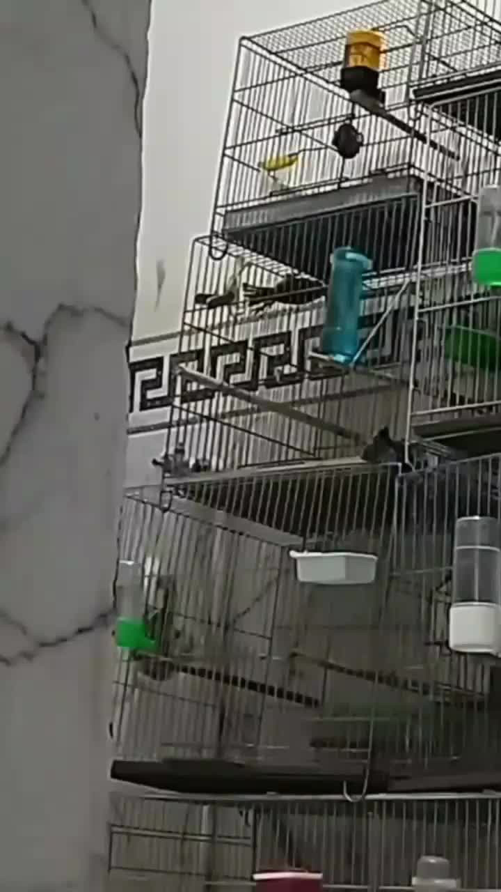 یک عدد سهره نر|پرنده|قم, شهرک فاطمیه|دیوار