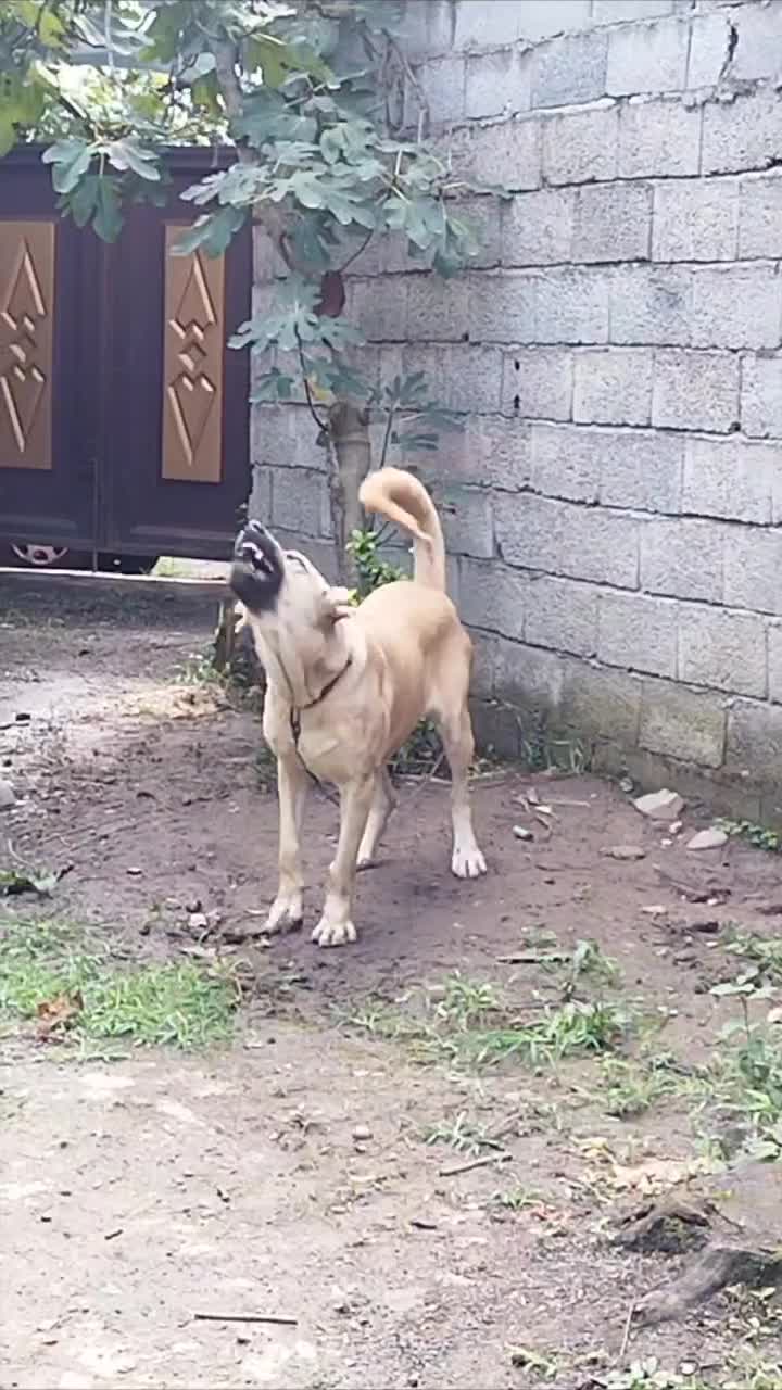 سگ سرابی ماده|سگ|چابکسر, |دیوار