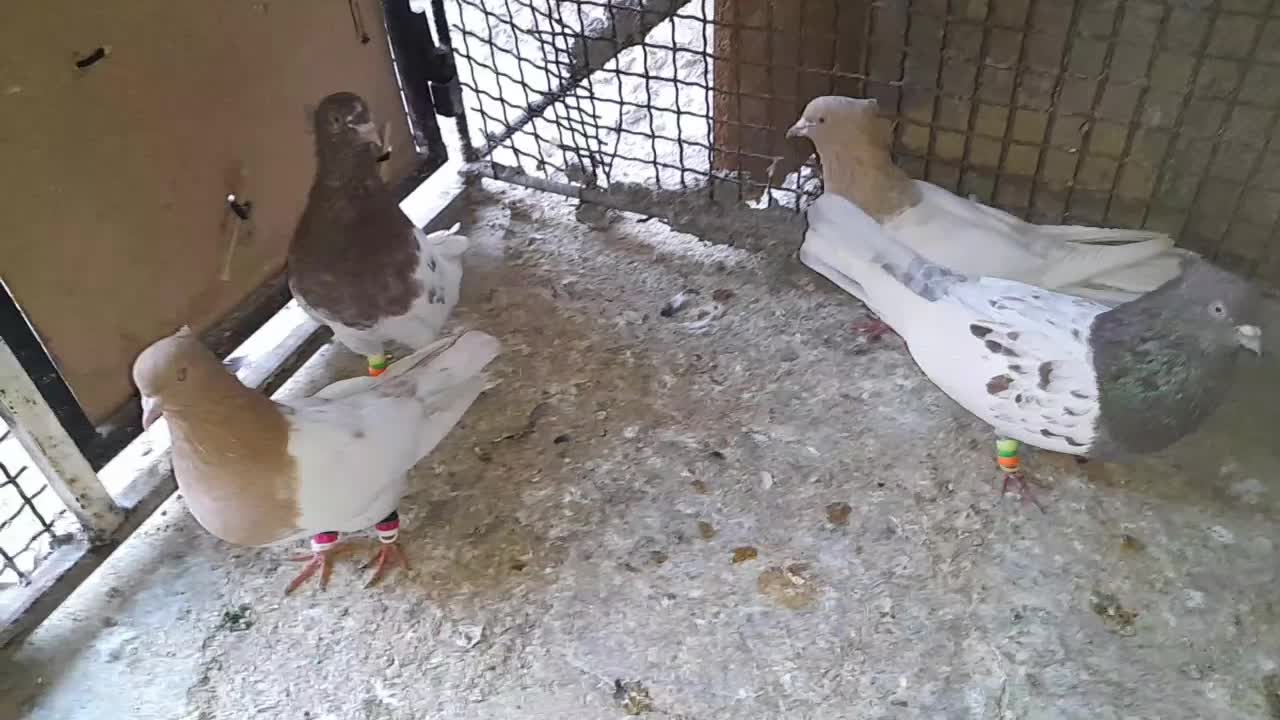 کبوتر کله ای|پرنده|لامرد, |دیوار