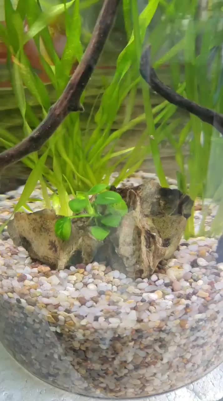 مولی گوپی پلاتی سوارتیل آنجل|ماهی|مشهد, فرهنگیان (شهرک غرب)|دیوار