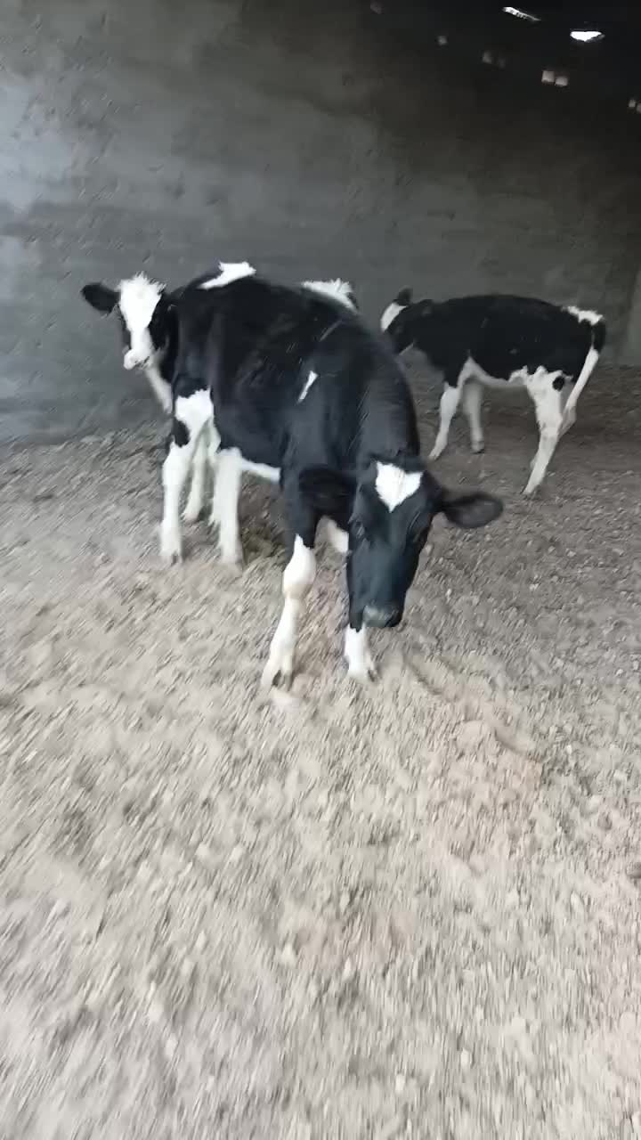 گوساله گاو تلیسه|حیوانات مزرعه|باخزر, |دیوار