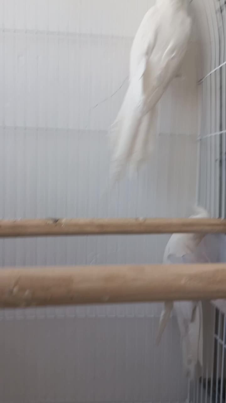 عروس هلندی|پرنده|قم, دروازه ری|دیوار