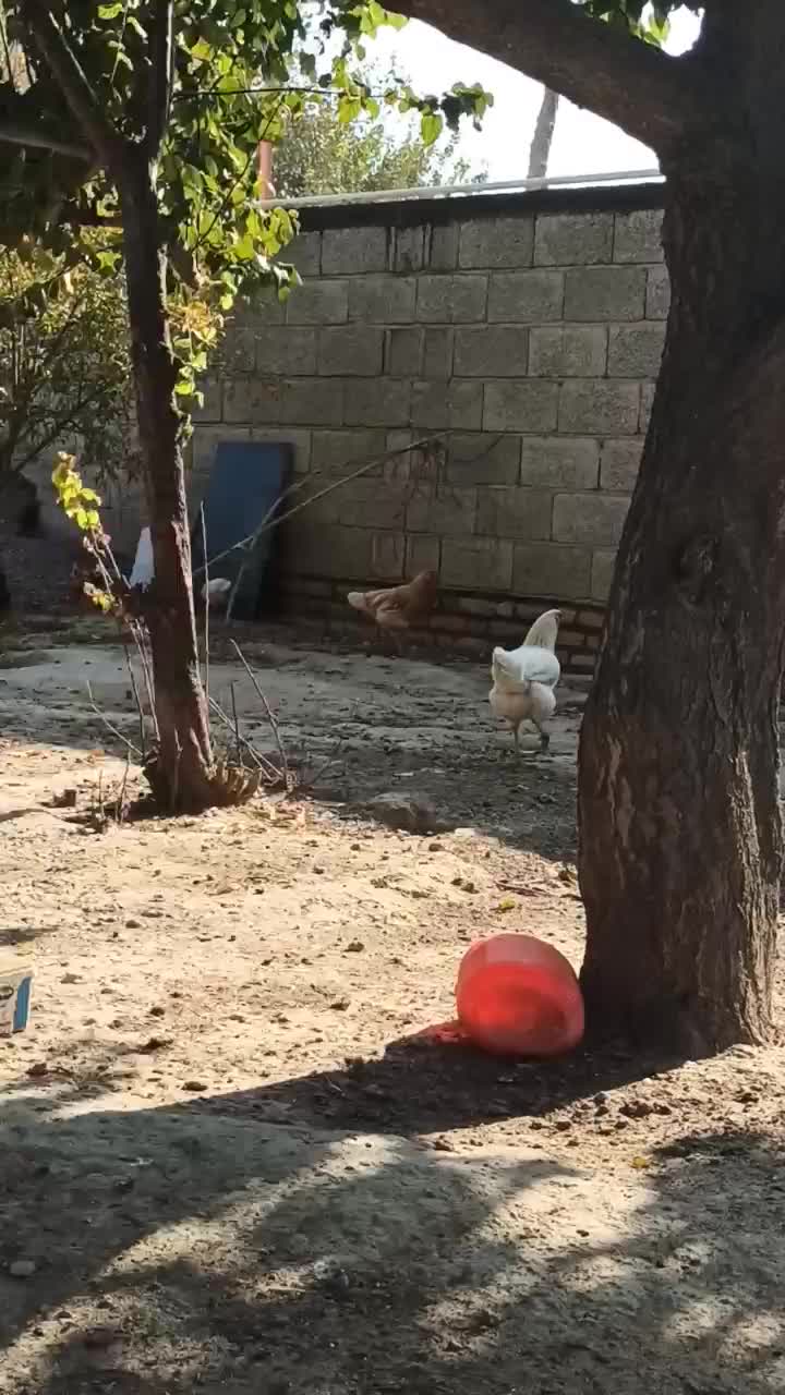 محلی|حیوانات مزرعه|انبارآلوم, |دیوار