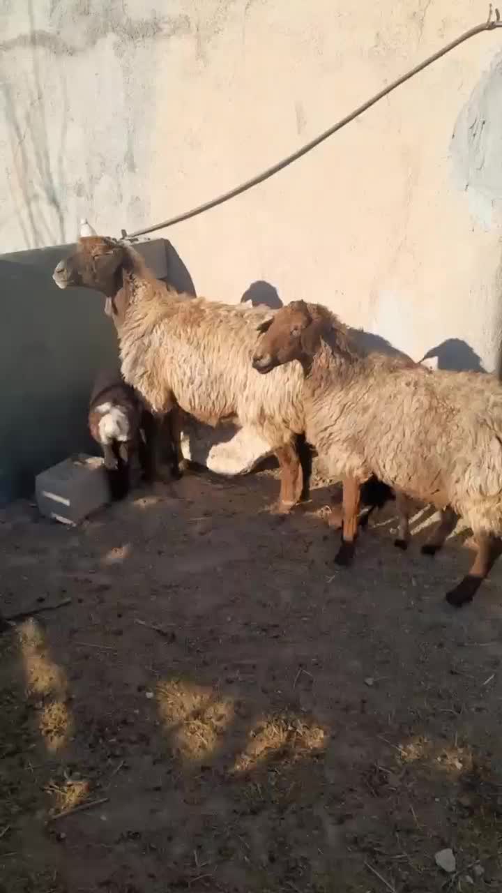 گوسفند میش بره|حیوانات مزرعه|شیروان (خراسان), |دیوار