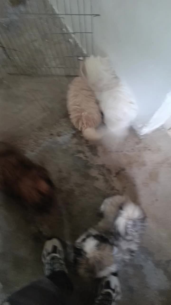 چهار عدد توله شیتزو تریر اصل|سگ|ساری, |دیوار