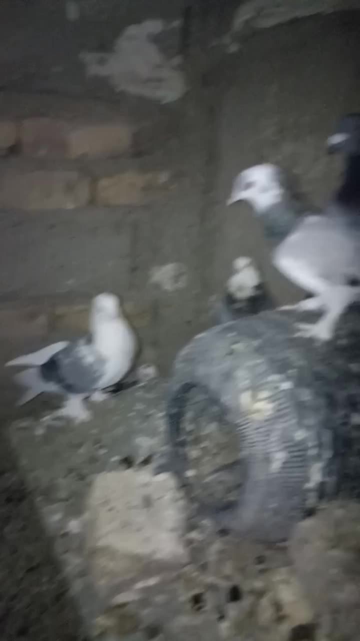 کفتر کورکورو اصل|پرنده|زهک, |دیوار