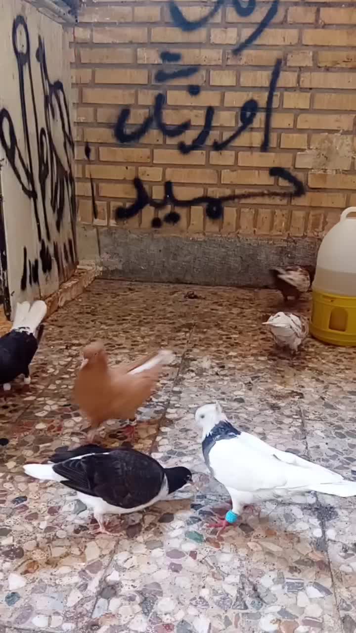 طوقی سالم و سرحال|پرنده|کرخه, |دیوار
