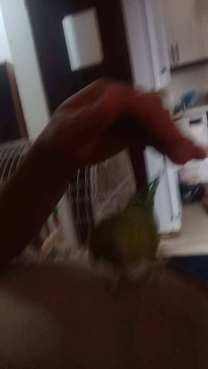 طوطی ملنگو سخنگو|پرنده|رودان, |دیوار