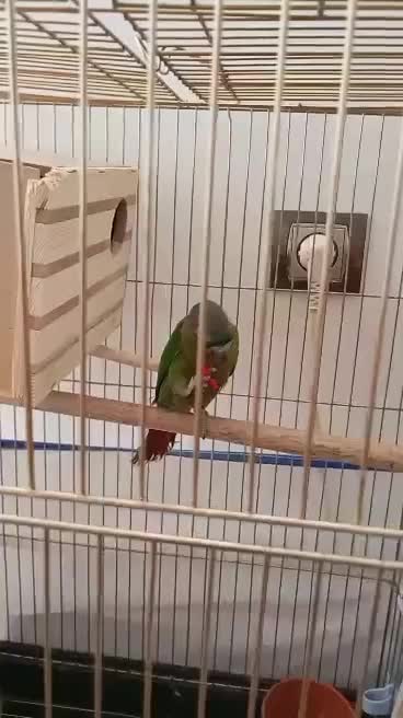 طوطی|پرنده|شیراز, جوادیه|دیوار