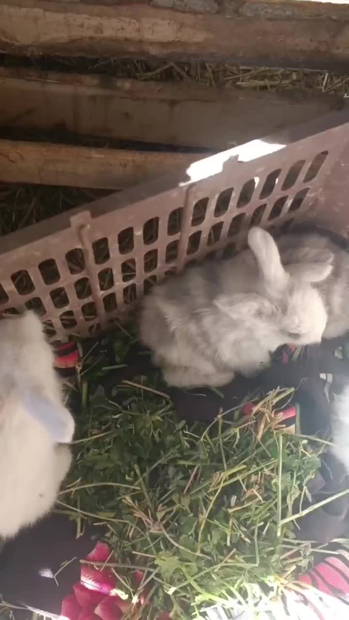 خرگوش لوپ|موش و خرگوش|رشت, رشتیان|دیوار