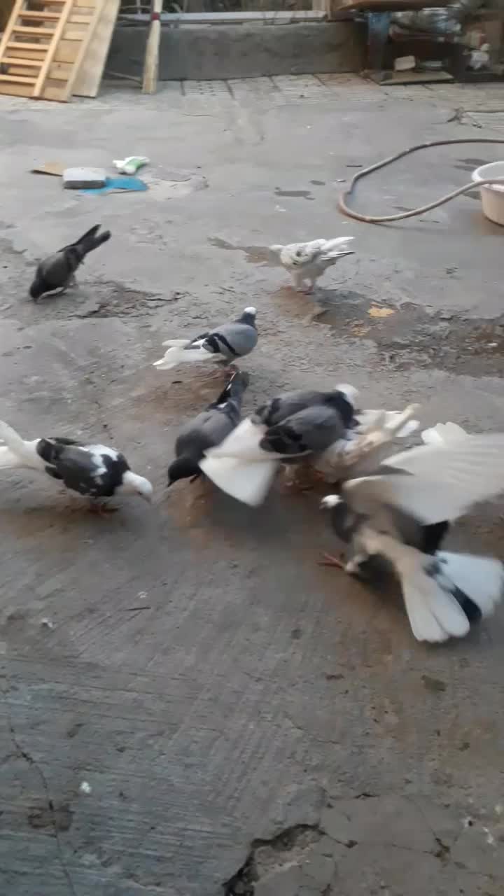 جوجه .کفتر ..  شازده سبز. هما سورور|پرنده|قرچک, میرزائی جنوبی|دیوار