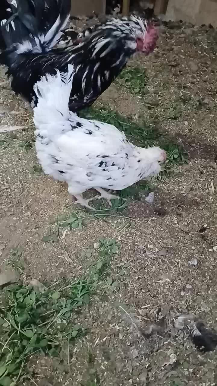 مرغ گلین|حیوانات مزرعه|قم, کاسه گران|دیوار