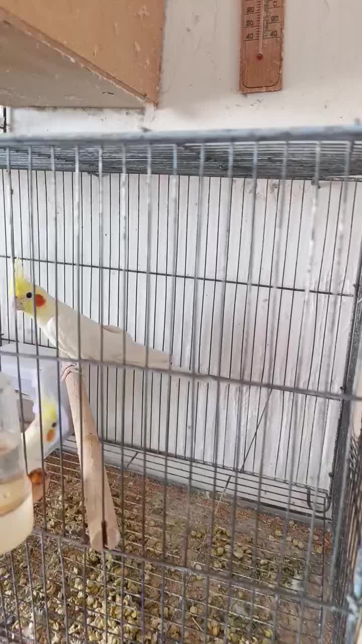 دوجفت لوتینومولد تضمینی معاوضه باگرینچیک اوقون فری|پرنده|گنبد کاووس, |دیوار