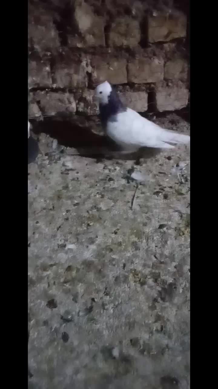 طوق|پرنده|مرودشت, بیست متری بیمارستان|دیوار