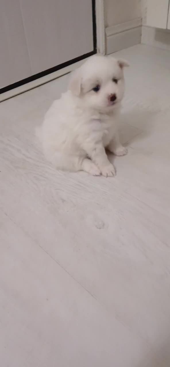 پامرانین|سگ|رشت, لاکان|دیوار