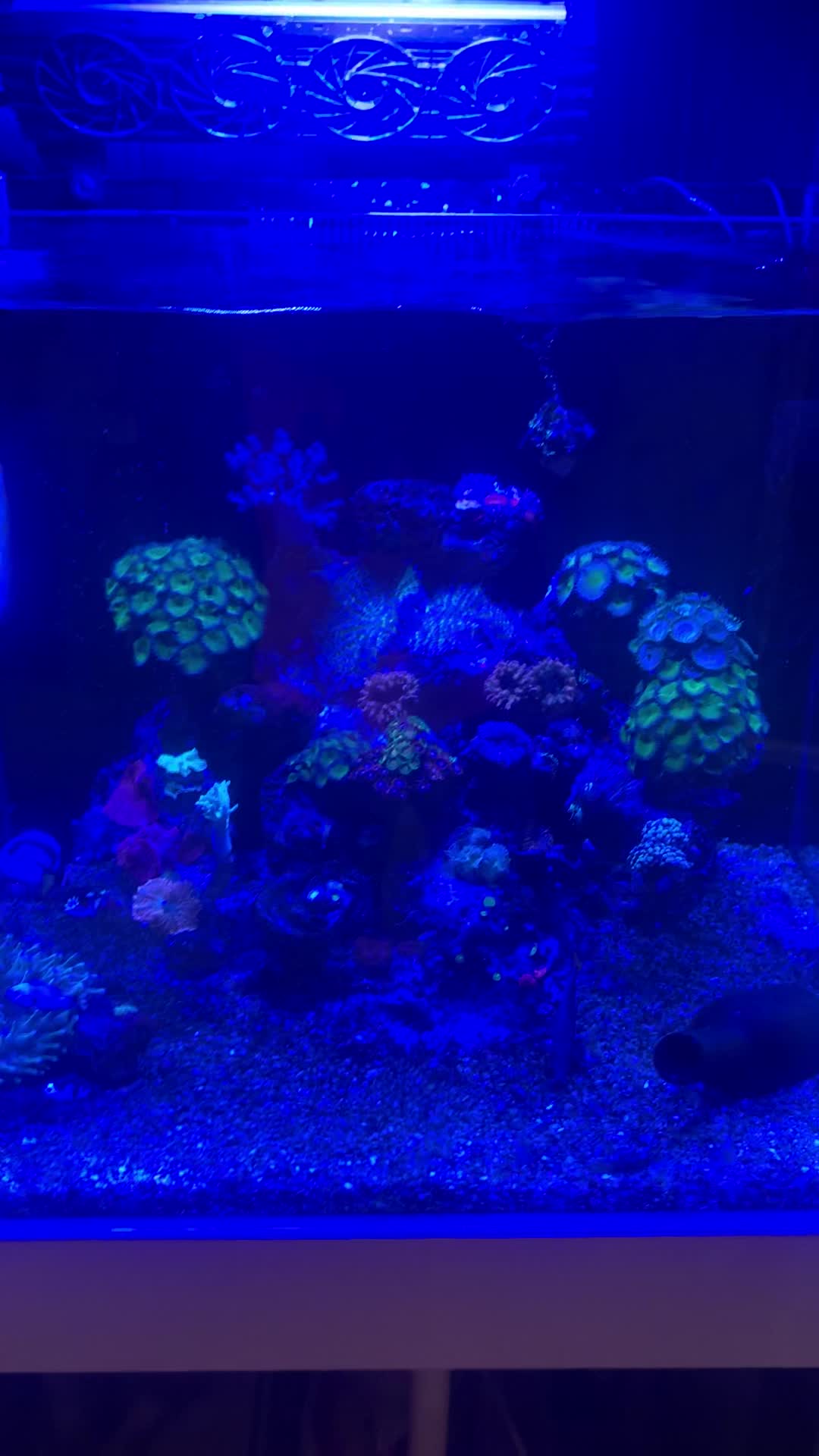 ماهی دم زرد و بلو تانگ|ماهی|تهران, سازمان برنامه شمالی|دیوار