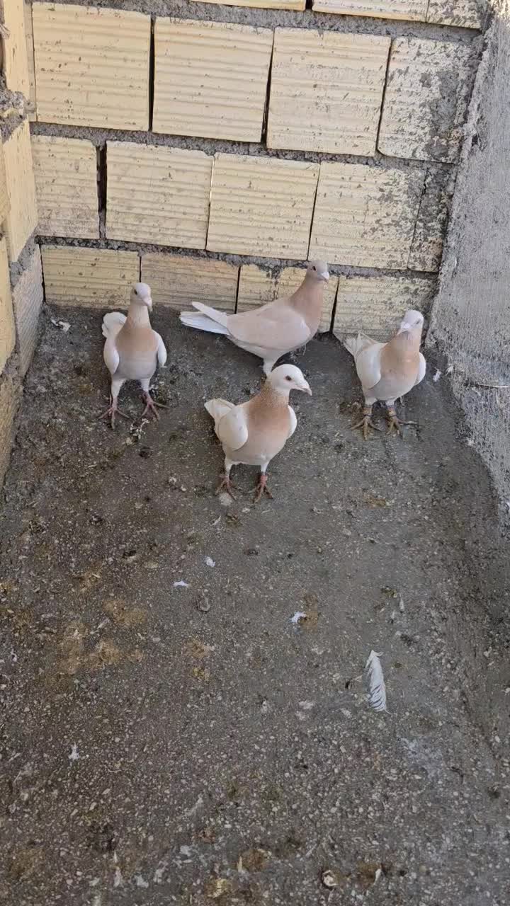 کفتر|پرنده|شیراز, تل حسینآباد|دیوار