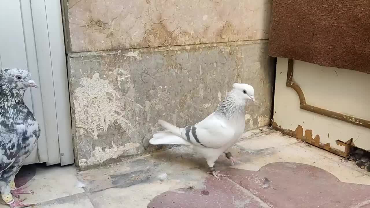 سوسنی دم سفید سرور دم سفید|پرنده|شیراز, شریف‌آباد|دیوار